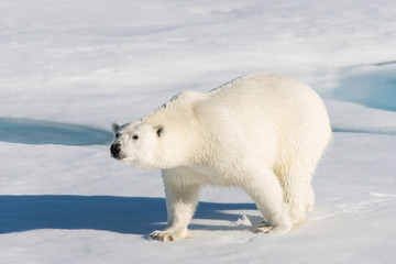 Naklejka na ściany i meble Polar bear on the pack ice
