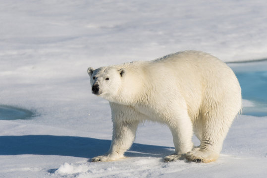 Polar bear on the pack ice