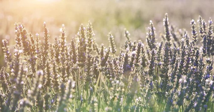 fields of blooming lavender flowers in Provence, France