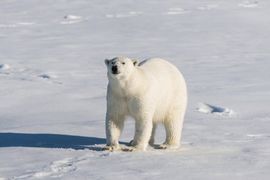 Polar bear on the pack ice