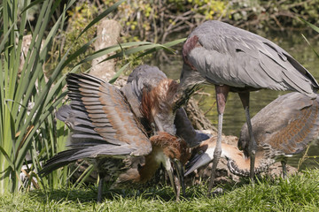 Moeder Goliath reiger geeft vis door aan jong.