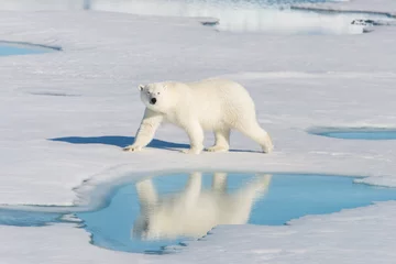 Tableaux ronds sur plexiglas Ours polaire Ours polaire sur la banquise