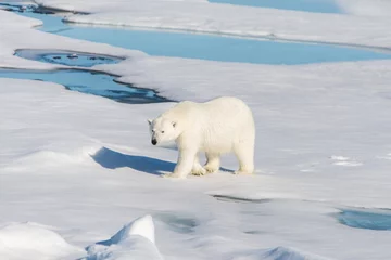 Tableaux ronds sur plexiglas Ours polaire Polar bear on the pack ice
