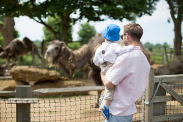 Back view of young father who keeps a little son in a zoo and they look at camels