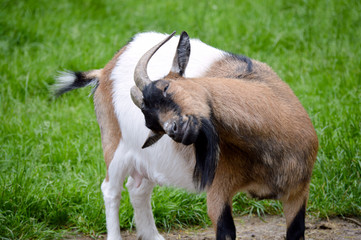 Ziegenbock