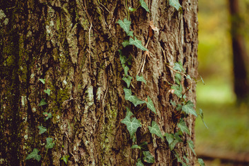 Vegetation in the forest