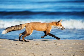 young fox running on the beach