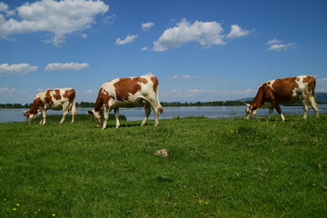 three brown and white cows grazing near the water on a sunny day