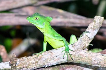 Plumed basilisk / Green basilisk / Double crested basilisk / Jesus Christ lizard (Basiliscus plumifrons), female on a branch (Costa Rica, Cahuita national park). 