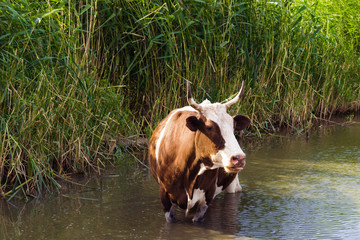 A beautiful large cow with white spots quenches thirst in the river and cools. Trendy bright color