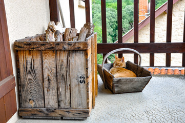 Mignon petit chat roux tigr&eacute; endormi dans un panier en bois avec des b&ucirc;ches