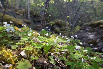 Forest floor with common wood sorrell (Oxalis acetosella) in spring