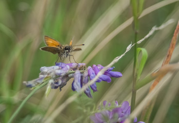 Schmetterling und Blume auf der Wiese