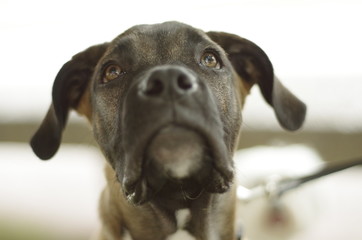 perro boxer negro y marrón atigrado con mirada atenta y esperando 