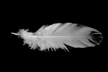 Single white feather (1)