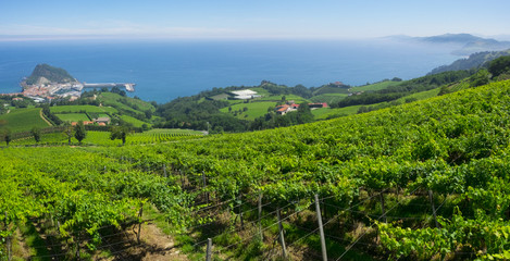 Landscape and coastline in Getaria surrounded by vineyards, Basque Country.