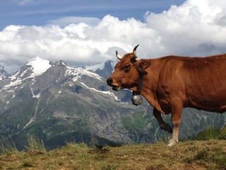 Fototapeta na wymiar Très belle vache laitière avec sa cloche dans les alpages