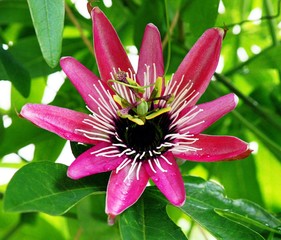 Rote Passionsblume