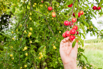 Harvesting red plums from the tree