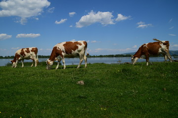 Fototapeta na wymiar three brown and white cows grazing near the water on a sunny day