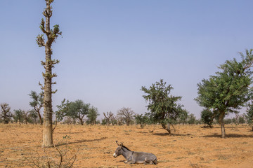 A donkey lying down in desert of Dogon Country, Mali, Africa