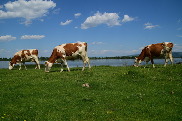 three brown and white cows grazing near the water on a sunny day