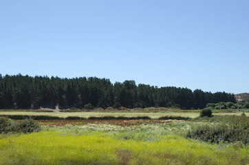 Summer landscape - flower meadow and foresh behind