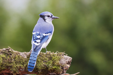 Blue jay in autumn