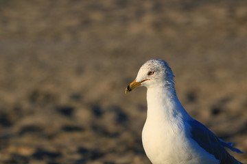 Sea Gull