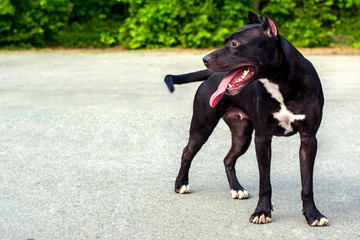 Dog black and white american pit bull terrier in a team stand on a background of asphalt and green park