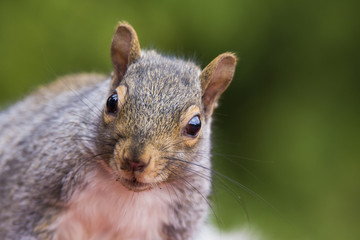 grey squirrel in autumn