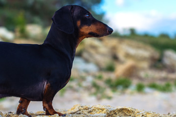 Close up portrait of a dog (puppy), breed dachshund black and tan, against a blue sky and a sandy beach
