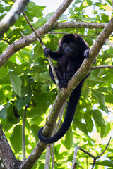 howler monkey in the trees