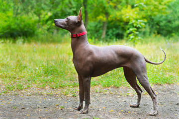 Close up portrait One Mexican hairless dog (xoloitzcuintle, Xolo) in full growth in a red collar on...