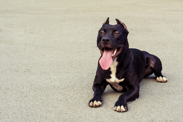 Dog black and white american pit bull terrier in a team lying on a background of asphalt