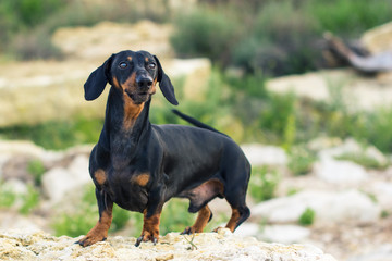 portrait of a dog (puppy), breed dachshund black and tan, stand on a stone against a background of green hills