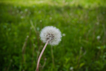 Dandelions