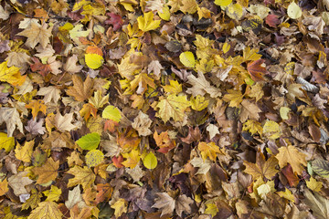Leaves background