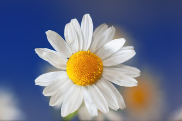 Chamomile against the sky.