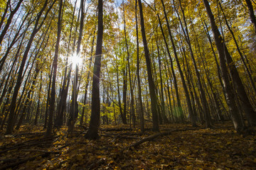 Fototapeta na wymiar Maple forest in autumn, wide angke view