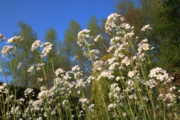 Fototapeta premium Wiesenschaumkraut vor blauem Himmel