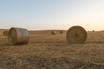An hills with haybales both in the foreground and the background, under an empty, bright sky