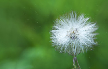 Fototapeta premium White dandelion and pollen blowing away across a fresh green background.