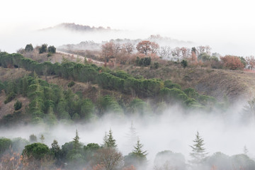Green and orange trees in the midst of fog