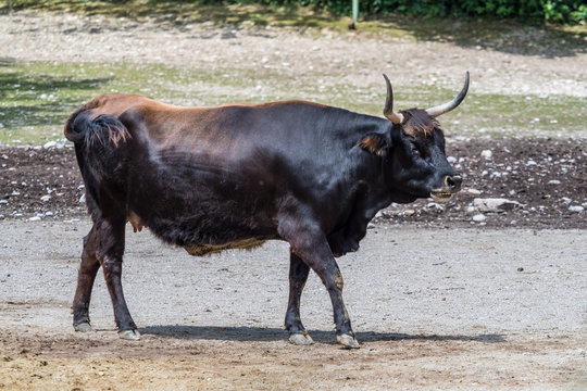 Auerochse - Bos primigenius taurus