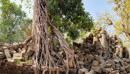 Fototapeta na wymiar A large tree trunk of an old tropical tree growing near Prasat Beng Mealea in Angkor Complex, Siem Reap, Cambodia. Ancient Khmer architecture, World Heritage