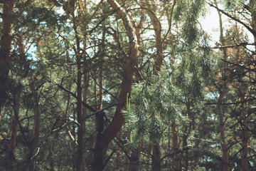 Vegetation in the forest