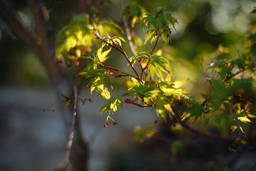 Молодые листья на ветке дерева в лучах солнца в весенний день © photocinemapro