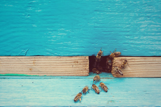 Bees with honey at the entrance to the hive
