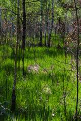Vegetation in the forest